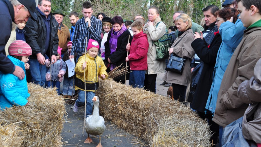 Marton-napi-csaladi-fesztival